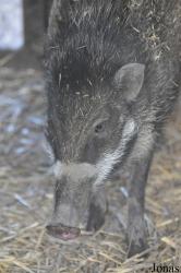 Blackbrook Zoological Park