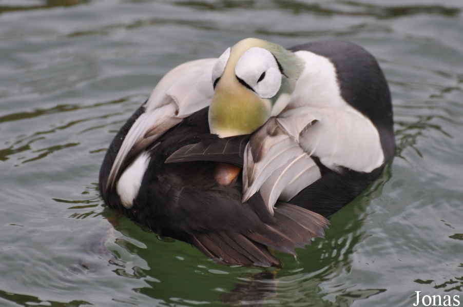 Blackbrook Zoological Park