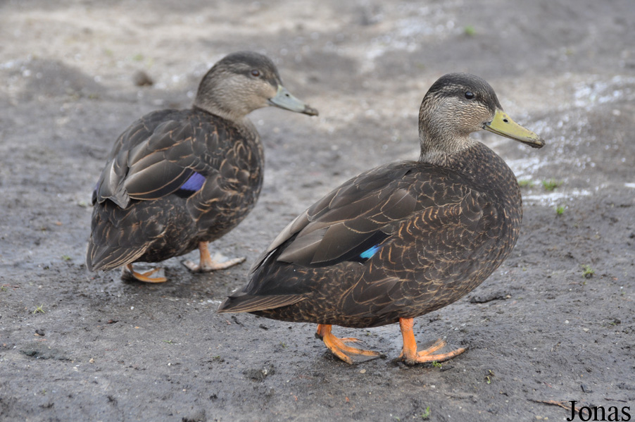Blackbrook Zoological Park