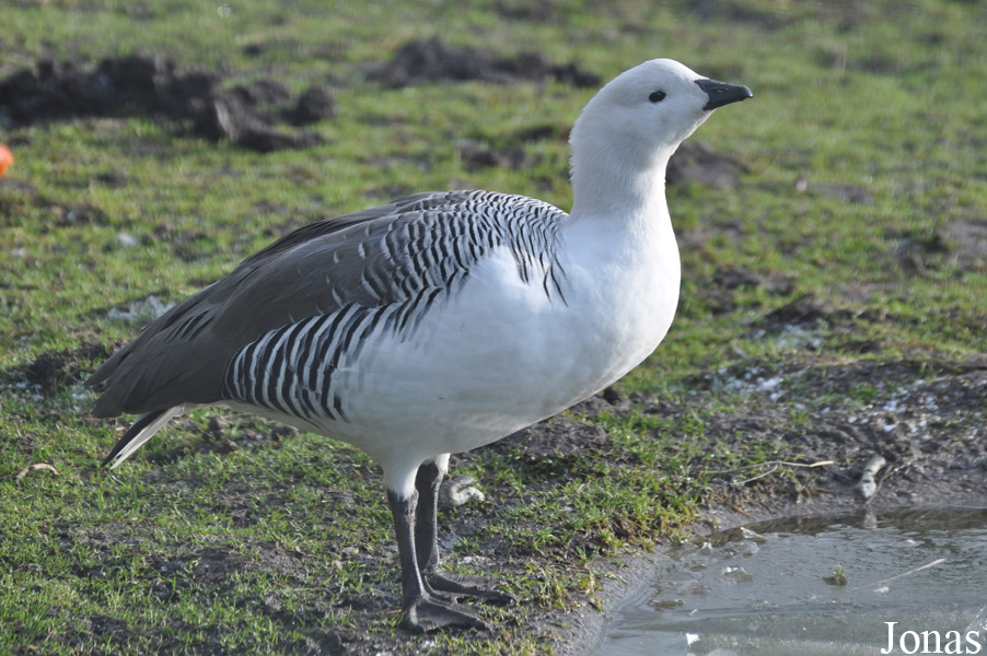 Blackbrook Zoological Park