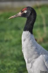 Blackbrook Zoological Park