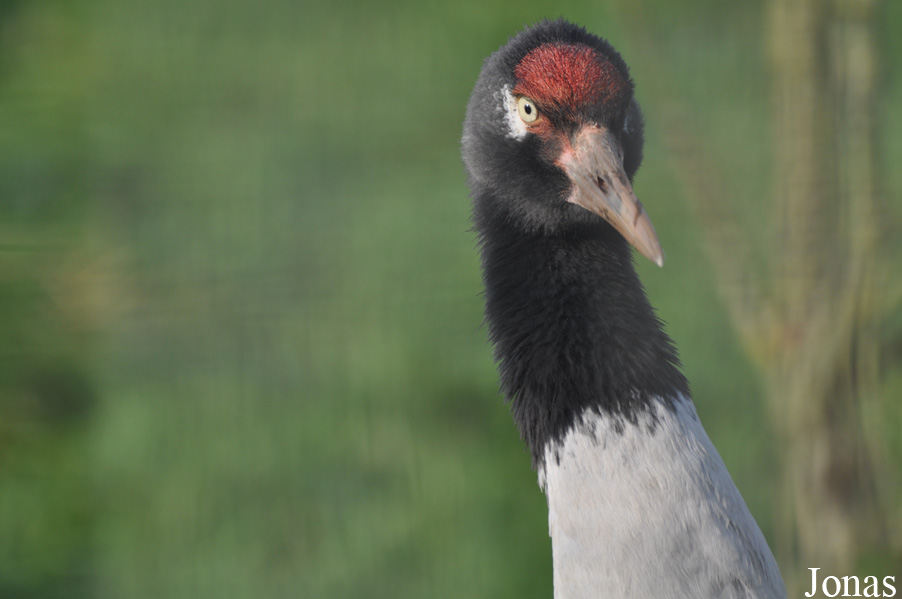Blackbrook Zoological Park