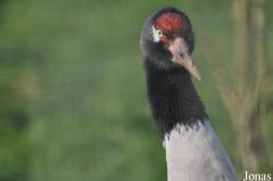 Blackbrook Zoological Park