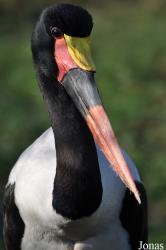 Blackbrook Zoological Park