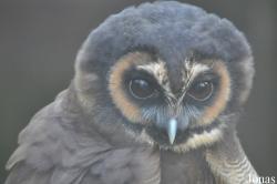Kingsley Bird & Falconry Centre