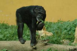 Pan troglodytes