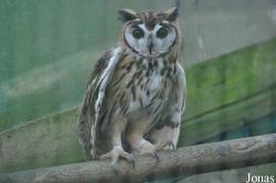 Kingsley Bird & Falconry Centre