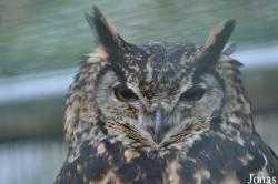 Kingsley Bird & Falconry Centre
