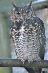 Kingsley Bird & Falconry Centre