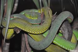 Viridovipera gumprechti