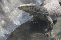 Varanus nebulosus