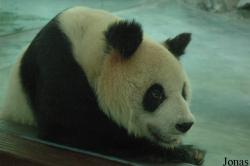 Shanghai Zoo