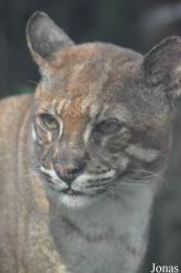 Saigon Zoo & Botanical Gardens