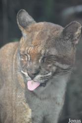 Saigon Zoo & Botanical Gardens