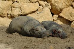 Zoo de Carmona