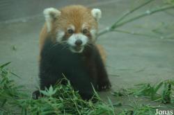 Shanghai Zoo