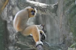 Saigon Zoo & Botanical Gardens
