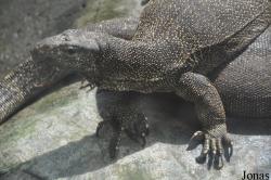 Saigon Zoo & Botanical Gardens