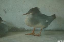 Shanghai Zoo