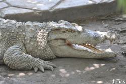 Saigon Zoo & Botanical Gardens
