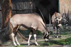 Saigon Zoo & Botanical Gardens