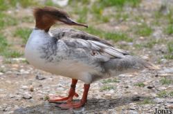 Mergus merganser
