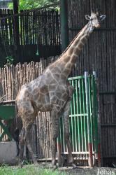Saigon Zoo & Botanical Gardens