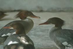Shanghai Zoo
