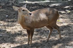 Saigon Zoo & Botanical Gardens