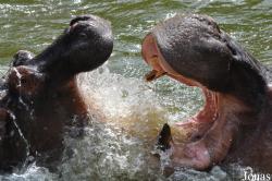 Saigon Zoo & Botanical Gardens