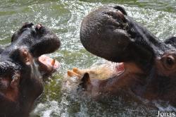 Saigon Zoo & Botanical Gardens