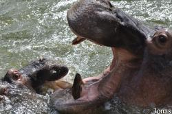 Saigon Zoo & Botanical Gardens