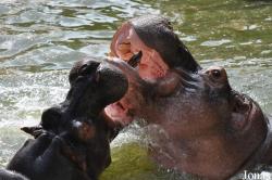 Saigon Zoo & Botanical Gardens