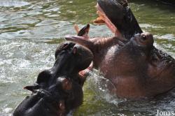 Saigon Zoo & Botanical Gardens