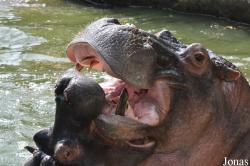 Saigon Zoo & Botanical Gardens