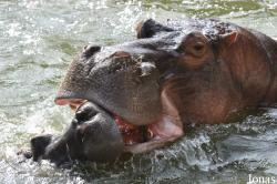 Saigon Zoo & Botanical Gardens
