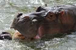 Saigon Zoo & Botanical Gardens
