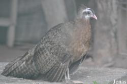 Saigon Zoo & Botanical Gardens