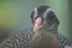 Saigon Zoo & Botanical Gardens