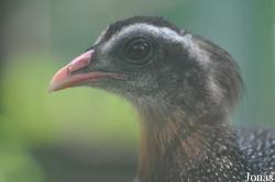 Saigon Zoo & Botanical Gardens