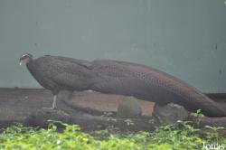 Saigon Zoo & Botanical Gardens