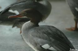 Shanghai Zoo