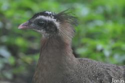 Saigon Zoo & Botanical Gardens