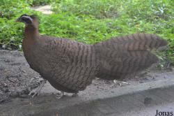 Saigon Zoo & Botanical Gardens