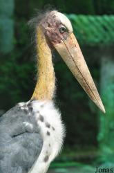 Saigon Zoo & Botanical Gardens