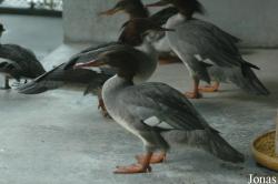 Shanghai Zoo