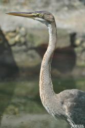 Saigon Zoo & Botanical Gardens