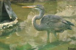 Saigon Zoo & Botanical Gardens