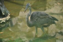 Saigon Zoo & Botanical Gardens