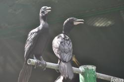Saigon Zoo & Botanical Gardens